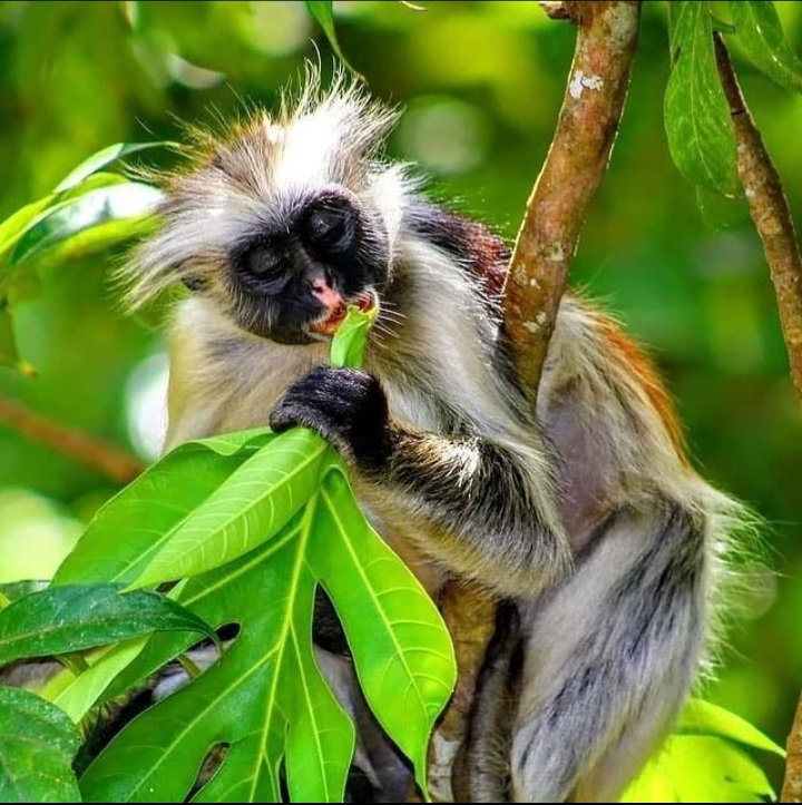 Balloontours.co.tz_Zanzibar Tours_WildLife