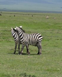 IMG-20260803-WA0166_100232